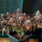 Peyote Critical (Barney's Farm) Cannabis-Samen