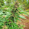 Pure Kush Seeds (Original Sensible Seeds)