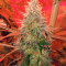 Purple Wreck (Reserva Privada)