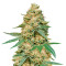 Silver LA feminized seeds