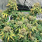 Semillas feminizadas Watermelon Z (Barney’s Farm)