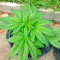 Graines de cannabis White Widow regular (Nirvana Seeds)