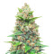 Strawberry Gorilla Auto strain
