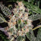 Sugar Bomb Punch feminized seeds