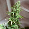 Blue Cheese Auto strain