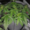 Auto Pineapplegum (Blackskull Seeds)
