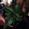 Big Bud XXL (Ministry Of Cannabis)