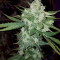 Cheese Auto (Funky Skunk Auto) feminized seeds