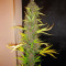 Congo (Ace Seeds)