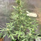 Mix Pack Seeds