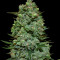 Graines de cannabis Dark Star x AK-49 (Vision Seeds)