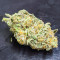 Sementes Feminizadas de Dozy Cookies (AlphaFem Seeds)