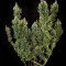 Dr. Grinspoon (Barney's Farm)