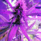 Girl Scout Cookies (Original Sensible Seeds)