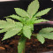 Graines de cannabis Goxuak Auto (Genehtik Seeds)