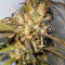 Haze x Kali China (Ace Seeds)