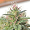 Malawi Breeders Pack Seeds