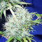 Nepal Jam regular (Ace Seeds)