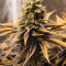 Graines de cannabis Rocklock (DNA Genetics)