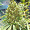 Sandstorm feminized seeds