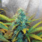Sour Tangie Semi regolari