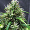 Super Silver Haze Regular seeds
