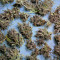 Graines de cannabis Titan's Haze regular (Flying Dutchmen)