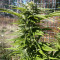 Widow Remedy regular seeds