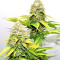 Xtreme Kush feminized seeds