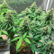 AFS Princess Feminized Seeds (AlphaFem Seeds)