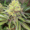 Bruce Banner # Feminized Seeds (AlphaFem Seeds)