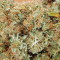 buy cbd lemon aid original sensible seeds