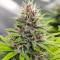 Graines de cannabis Chem OG (Female Seeds)