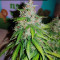 Sementes Feminizadas Auto Critical Orange Punch (Dutch Passion)