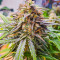 Crystal WW Autoflower Feminized Seeds (Easy Grow Seeds)