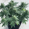 Glue Gelato Auto Seeds
