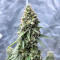 Gorilla Cookies Fast Flowering (Fast Buds)
