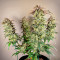 Graines féminisées de Gorilla Girl XL Auto (Sweet Seeds)