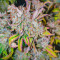 Grand Daddy Purple Fast Version Feminized Seeds (Easy Grow Seeds)