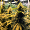 Jack Herer Autoflower (Herbies Seeds)