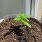 Kalimist (Herbies Seeds)
