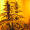 Nebula (Paradise Seeds)
