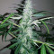 Semi femminizzati di Pounder Auto