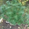 Eleven Roses Seeds (Delicious Seeds) - Cannabis Strain Seeds for Sale