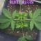 Runtz Muffin Seeds (Barney’s Farm)