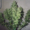 Original Auto Critical Seeds - Cannabis Strain Seeds for Sale