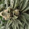 Amnesia Lemon Kush Seeds (Original Sensible Seeds) - Cannabis Strain Seeds for Sale