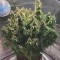 Big Bang Seeds
