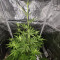 Gorilla Cookies Seeds