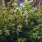 Vente de graines de cannabis Northern Light (RQS)